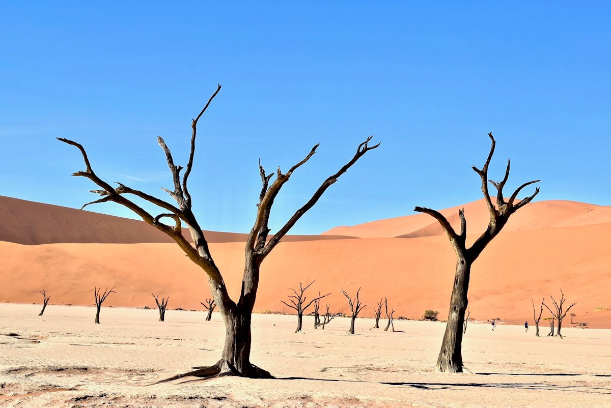 Namibia Self-Drive Safari: Desert Landscapes & Wilderness Adventure