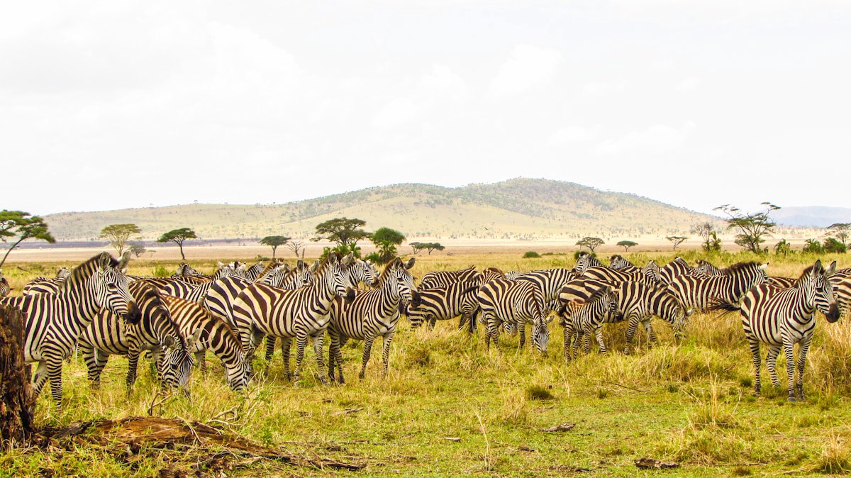 East Africa Safari Road Trip: Kenya, Tanzania, Uganda - The Ultimate Wildlife Adventure