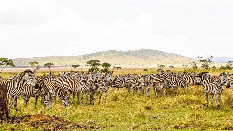 East Africa Safari Road Trip: Kenya, Tanzania, Uganda - The Ultimate Wildlife Adventure